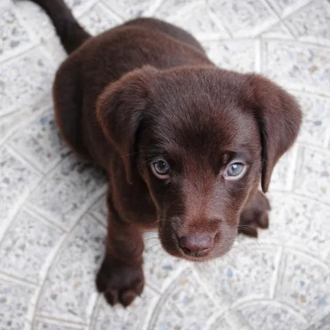 A brown puppy looking up