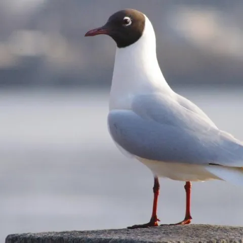 A gull standing on a wall